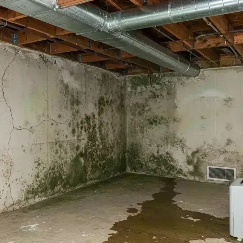 Professional Mold Removal in Reynolds County, MO